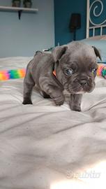 Bulldog francese femminuccia