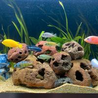rocce vulcaniche per acquario lavorate a mano 