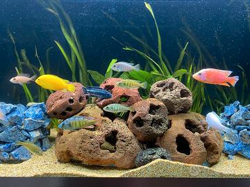 rocce vulcaniche per acquario lavorate a mano 