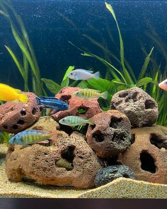 rocce vulcaniche per acquario lavorate a mano 