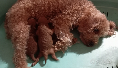 Barboncini Toy piccini