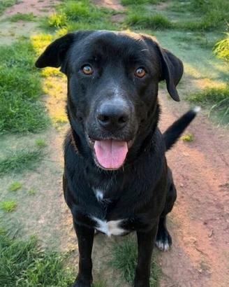 Cane dolcissimo in adozione