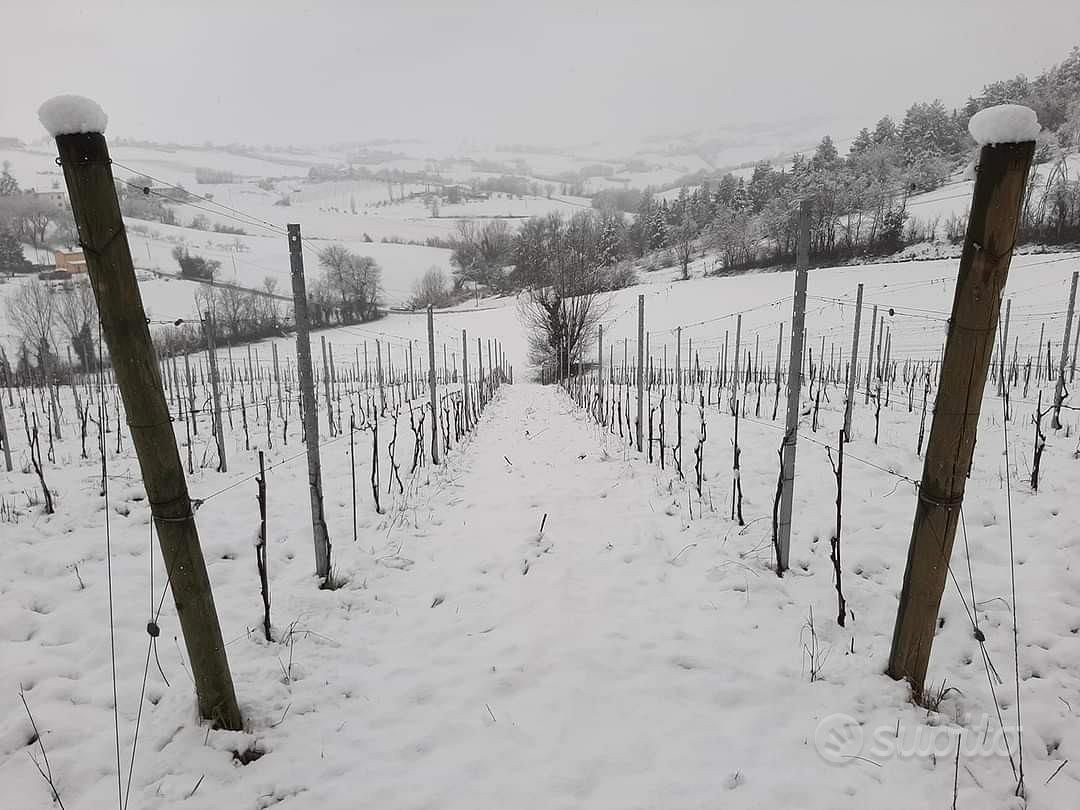Vigneto/vigna di verdicchio - 3 ettari - Vista 4