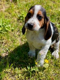 Beagle