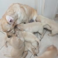 Meravigliosi cuccioli di labrador genitori visibil