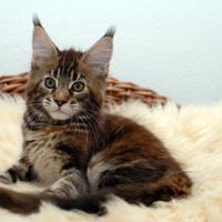 Maine Coon da allevamento registrato con pedigree