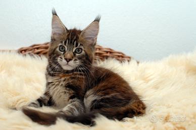 Maine Coon da allevamento registrato con pedigree