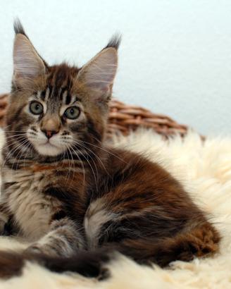 Maine Coon da allevamento registrato con pedigree