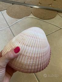 Conchiglia naturale