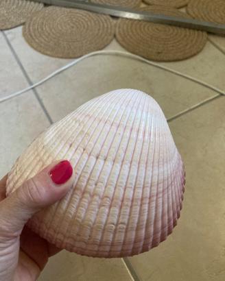 Conchiglia naturale