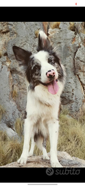 Border collie per monta