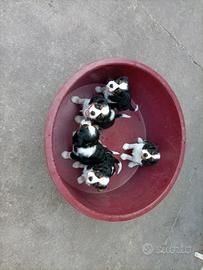 Cavalier king cuccioli