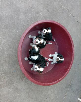 Cavalier king cuccioli