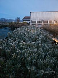 lavanda angustifolia 