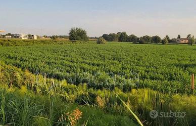 Campi agricoli - Borgo Veneto