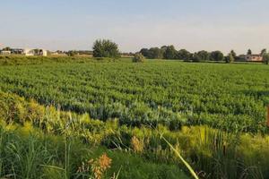 Campi agricoli - Borgo Veneto