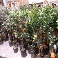 piante ulivi e agrumi