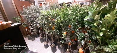 piante ulivi e agrumi