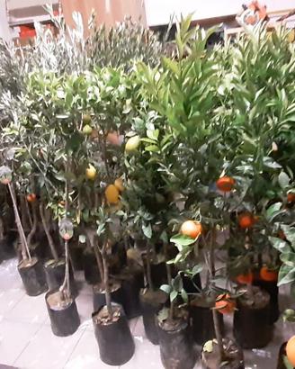 piante ulivi e agrumi