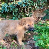 Due cuccioli maschi di 95 giorni
