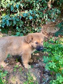 Due cuccioli maschi di 95 giorni