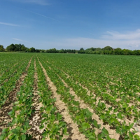 Terreni agricoli
