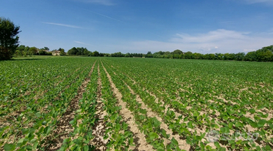 Terreni agricoli