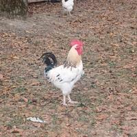 Gallo