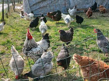 Galline