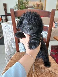 Cuccioli barboncina femmina