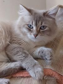 Cucciolo di Siberiano Neva Masquerade