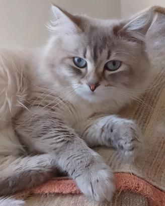 Cucciolo di Siberiano Neva Masquerade