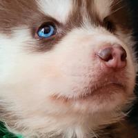 Siberian husky cucciolata con pedigree