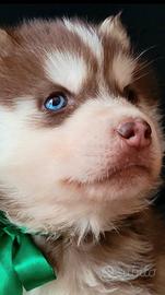 Siberian husky cucciolata con pedigree