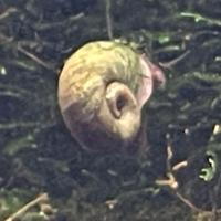 Planorbarius corneus Brown