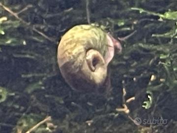 Planorbarius corneus Brown