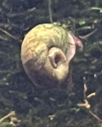 Planorbarius corneus Brown