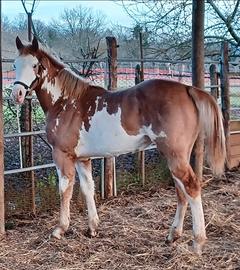 Puledro Paint Horse