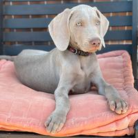 Cuccioli di Weimaraner
