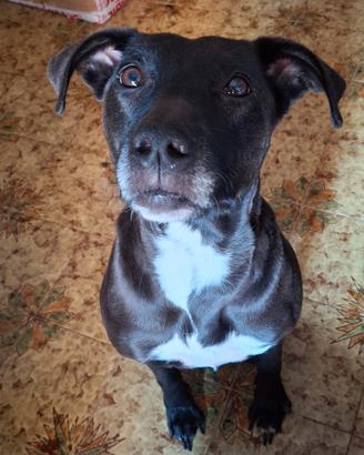 Cane femmina