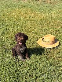Cuccioli Lagotto romagnolo