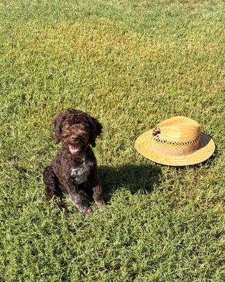 Cuccioli Lagotto romagnolo