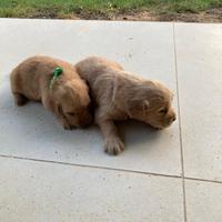 Cuccioli golden retriever