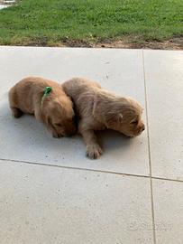 Cuccioli golden retriever