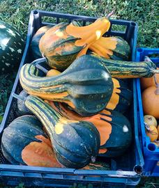 50 Semi - Cucurbita Giant Bicolor Swan 