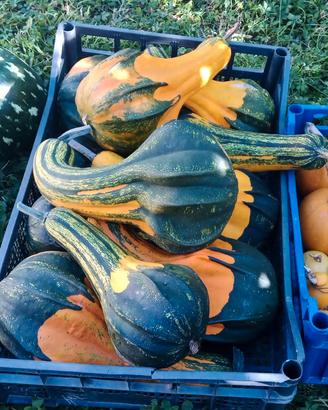 50 Semi - Cucurbita Giant Bicolor Swan 