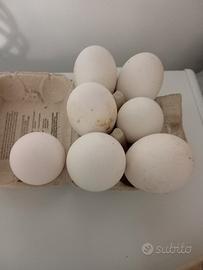 Oca Romagnola Uova