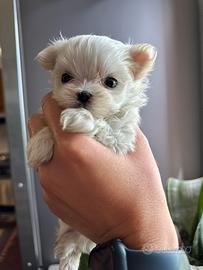 Cuccioli di Maltese linea coreana e americana