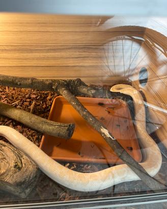 Boa arcobaleno albino femmina