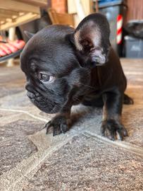 Bouledogue francesi